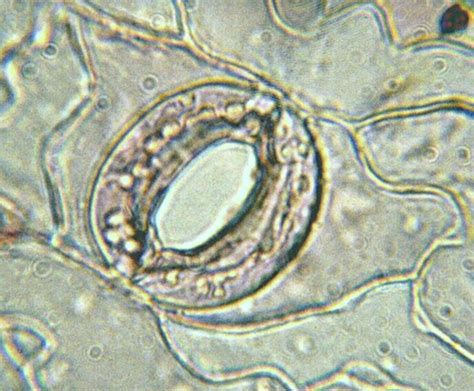 The Crucial Role of Stomata in Plant Transpiration and Photosynthesis ...