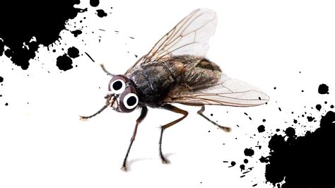 20 Funny Fly Jokes to Cause A Buzz | Beano.com