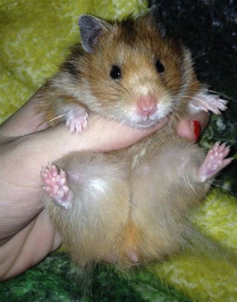 My baby girl dabs! Long haired Syrian hamster! | Bear hamster, Hamster, Cute hamsters