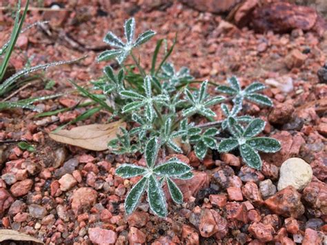 Enchanted Rock Geology: For the Casual Observer or Amateur Enthusiast – Red Shoes. Red Wine.