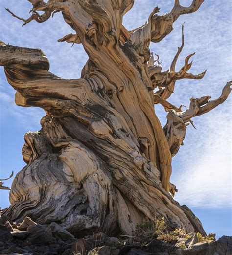 Ancient Bristlecone Pine Forest - Sierra Forever