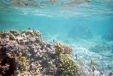 Fiji Snorkeling | picture taken by "QuickSnap waterproof" at… | Flickr