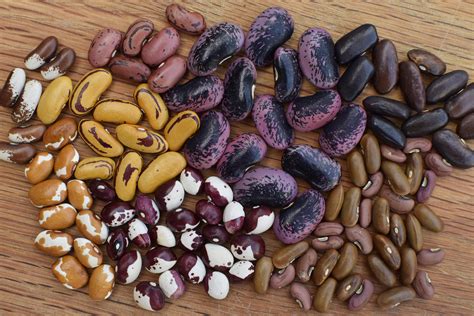 The Obsession with Growing Dried Heirloom Beans ~ Varieties, Growing ...