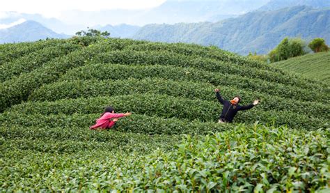 Taiwan's TEA PLANTATIONS - Always Pretty! - Taiwan Everything