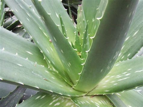 Aloe Vera : The Queen Of The Medicinal Herbs - Natural And Healthy Life Guide With Natural Remedies