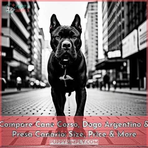 Compare Cane Corso, Dogo Argentino & Presa Canario: Size, Price & More