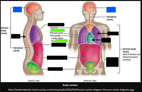 Human Body Cavity Diagram Human Body Anatomy | Images and Photos finder