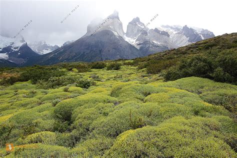 Cuernos del Paine Bild bestellen - Naturbilder bei Wildlife Media