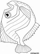 Hatchet Fish Colouring Pages Sketch Coloring Page sketch template