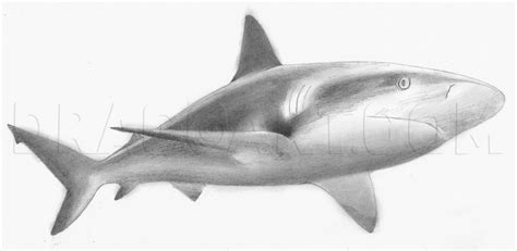 Realistic Shark Mouth Drawing - bmp-get