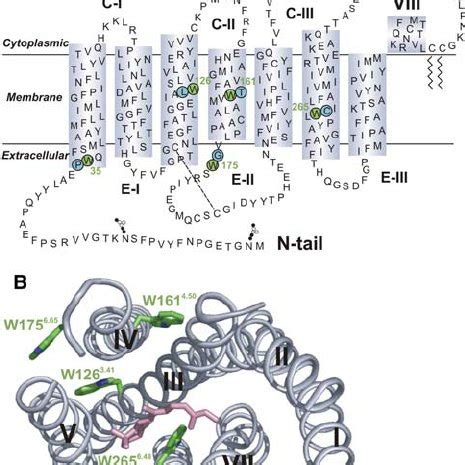 ( a ) Secondary structure model of bovine rhodopsin with the five ...