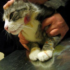 Cat Abscess | How to Treat Cat Abscesses at Home