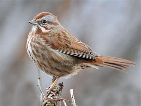 Song Sparrow - NestWatch