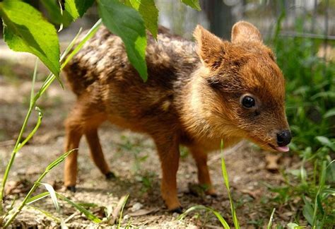 Pudu Blep http://ift.tt/2svSL6o | Small wild cats, Small deer, Wildlife facts