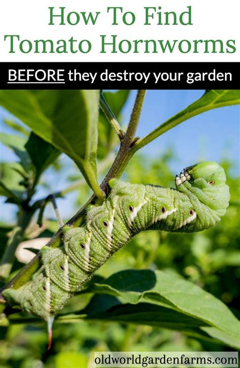 tomato hornworm life cycle - Lavonda Sadler