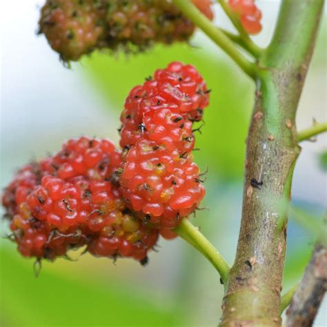 Red Mulberry Tree – Green Thumbs Garden