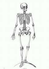 Printable Skeleton Coloring Pages  Home sketch template