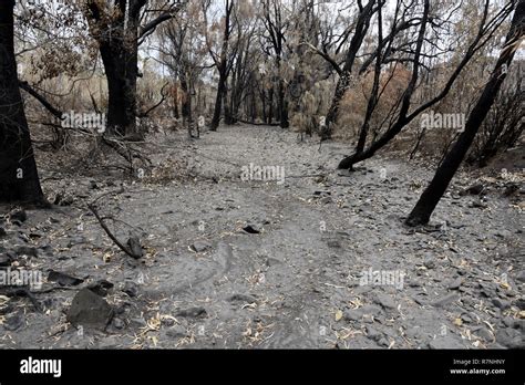 CENTRAL QUEENSLAND AFTER THE FIRES Stock Photo - Alamy