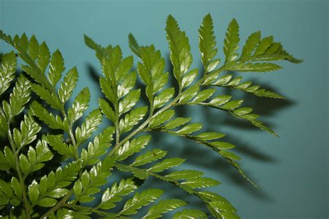 Leatherleaf | Home-Grown Greens - Alpha Fern