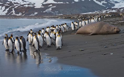 Southern Elephant Seal (Mirounga leonina) and King Penguins ...