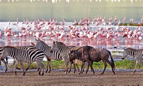 2 Days Ngorongoro crater and Lake Manyara safari | Tanzania Birding Tour