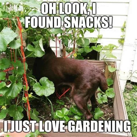 Gardening Memes Funny | Fasci Garden