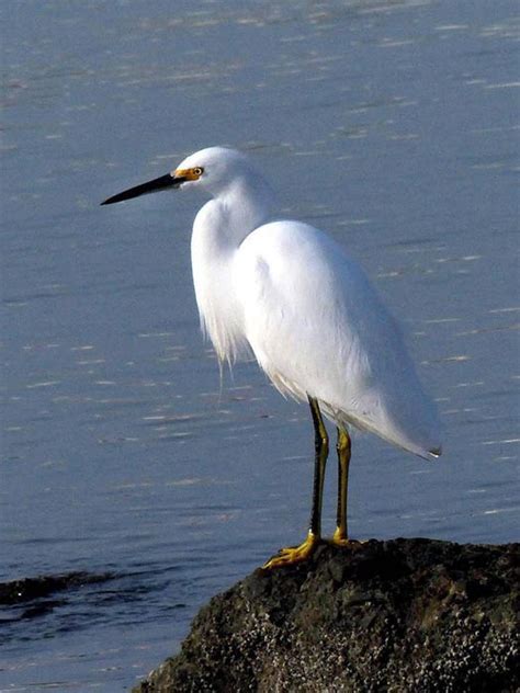 Snowy Egret - Egretta thula | Wildlife Journal Junior