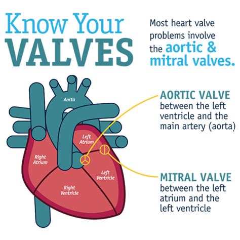 Celebrate National Heart Valve Disease Day on Feb. 22 - American ...