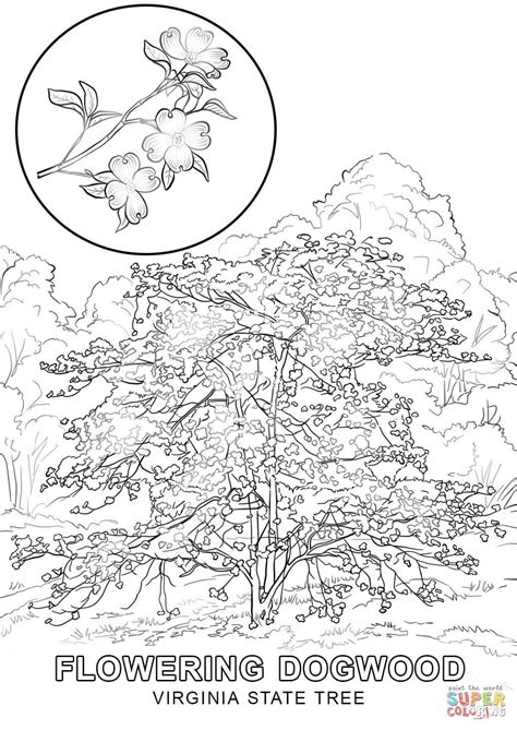 Virginia State Tree coloring page | Free Printable Coloring Pages