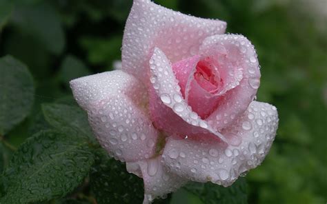 raindrops on pink rose-Flower Desktop Wallpaper-2560x1600 Download ...