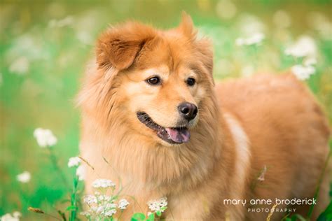 Pet Photographer New Jersey | Chow Golden Retriever Mix Willow » New Jersey Pet Photographer ...