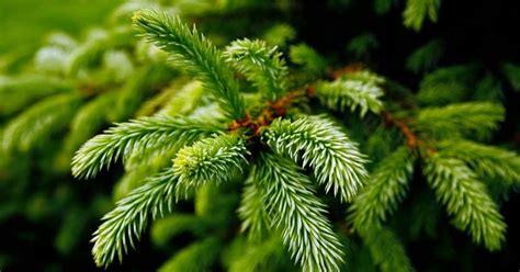 The Best Pine, Fir, and Spruce Identification Guide