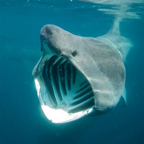 Basking Shark - Pictures, Diet, Breeding, Facts, Habitat, Behavior, Lifestyle | Animals Adda