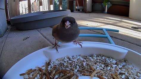 Feeding Birds — Monterey Audubon Society