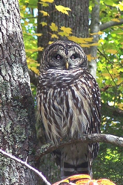 Wildlife - Great Smoky Mountains National Park | National parks, Owl ...