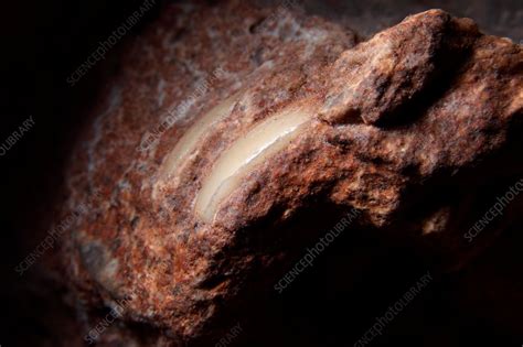 Fossilised baboon teeth - Stock Image - C038/2524 - Science Photo Library