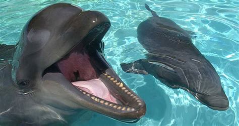 Why The Wholphin Is One Of The World's Rarest Hybrid Animals