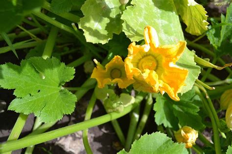 Why Zucchini Blossoms Drop and What to Do About It | Gardener's Path