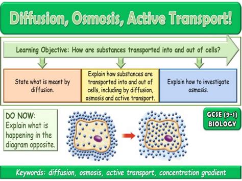 Diffusion, Osmosis and Active Transport GCSE Biology | Teaching Resources