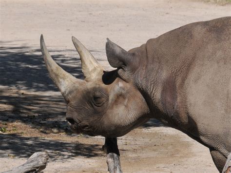 The Online Zoo - Black Rhinoceros