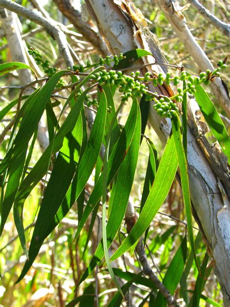 Melaleuca leucadendra: foliage and flower buds | Wild tree g… | Flickr