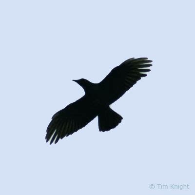 Common Raven and American Crow Identification - NatureMapping