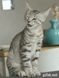 Sneezing GIF - Find & Share on GIPHY