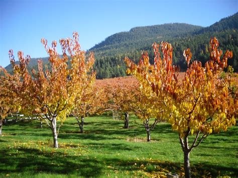 51 best Our cherry orchard in Montana. Goodearthorchards.com images on Pinterest