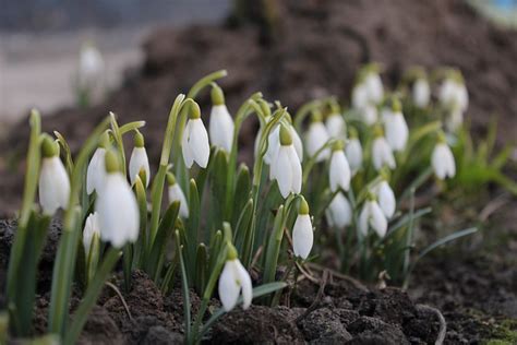 Snowdrops White Flowers - Free photo on Pixabay - Pixabay