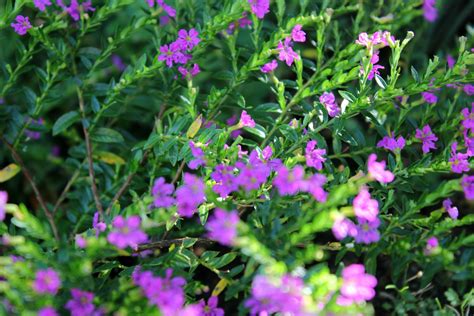 Violet Flowers Free Stock Photo - Public Domain Pictures