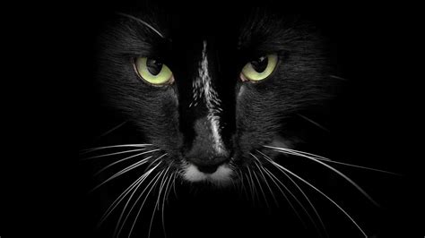 The Black Cat HD Wallpaper | All the Latest and Exclusive HD Wallpapers from around the world.