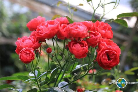 Rose Valley, Cameron Highlands