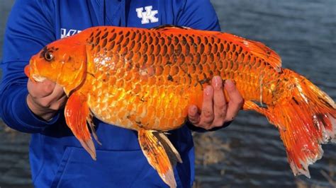 ‘Monster’ Goldfish the Size of Footballs Are Invading Lakes - YouTube