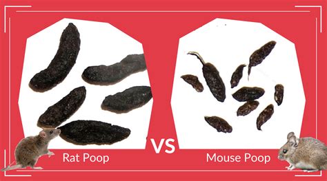 Rat Poop vs Mouse Poop – Pest Supply Canada